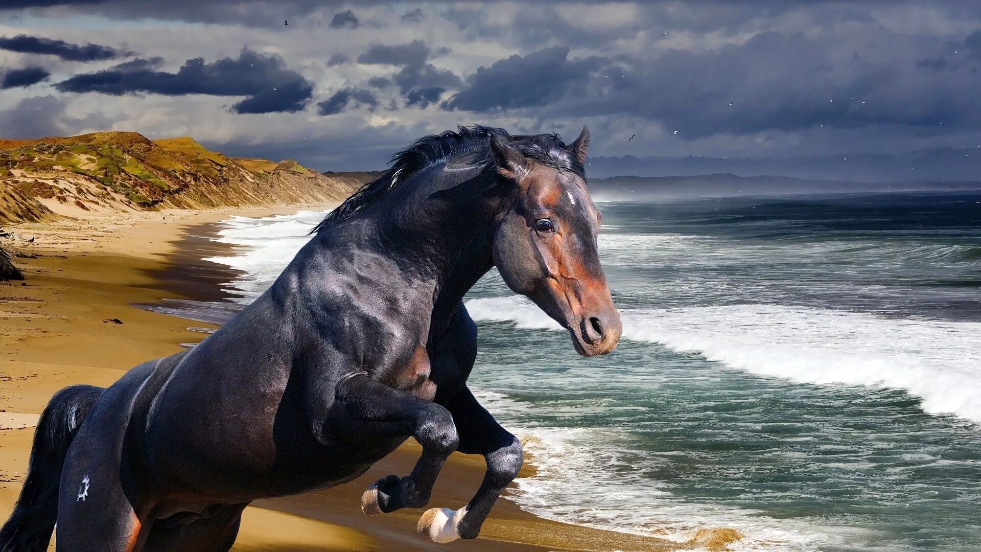 Картинки хороших лошадей. Мустанг лошадь. Красивые лошади. Красивый конь.