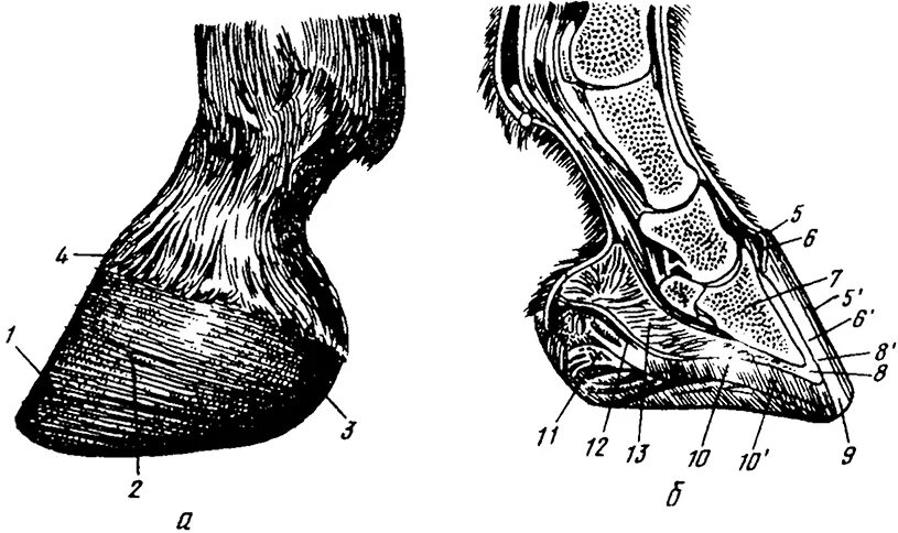Анатомическое строение копыта лошади. Строение копыта крс анатомия. Кровеносные сосуды в копытах лошади. Строение копыта лошади снизу. Схема строения копыта лошади.