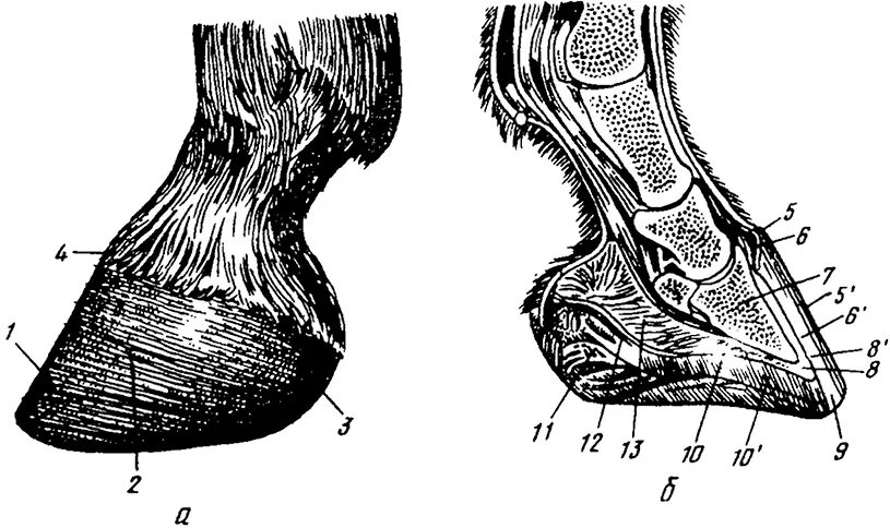 Строение копыта лошади снизу. Строение копыта Акаевский. Строение копыта КРС Ветеринария. Строение конечностей копытных. Копытный рог
