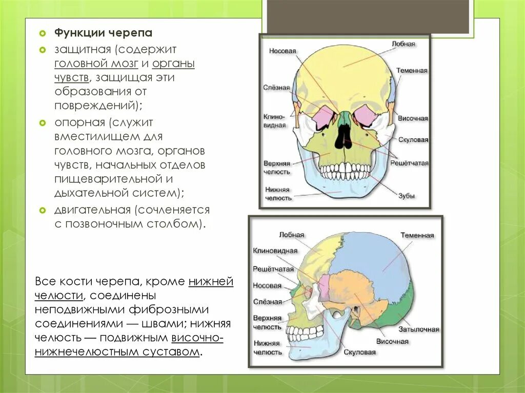 Кости мозгового черепа строение. Функции мозгового и лицевого отделов черепа. Строение черепа и функции мозговой лицевой отдел. Функции лицевого отдела черепа человека. Функции костей черепа.