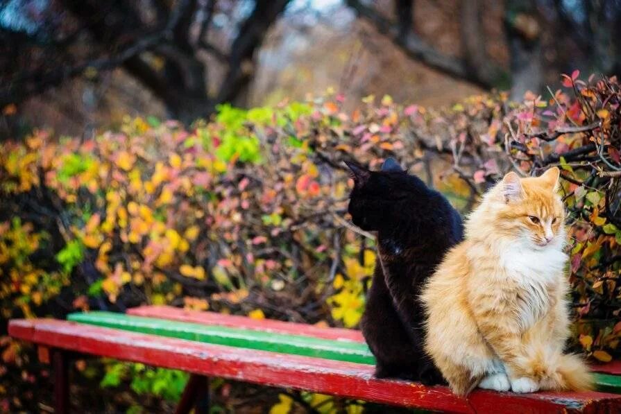 Парк котов. Кот осень. Осенний котик. Кошки на скамейке в парке. Осень кот скамейка.