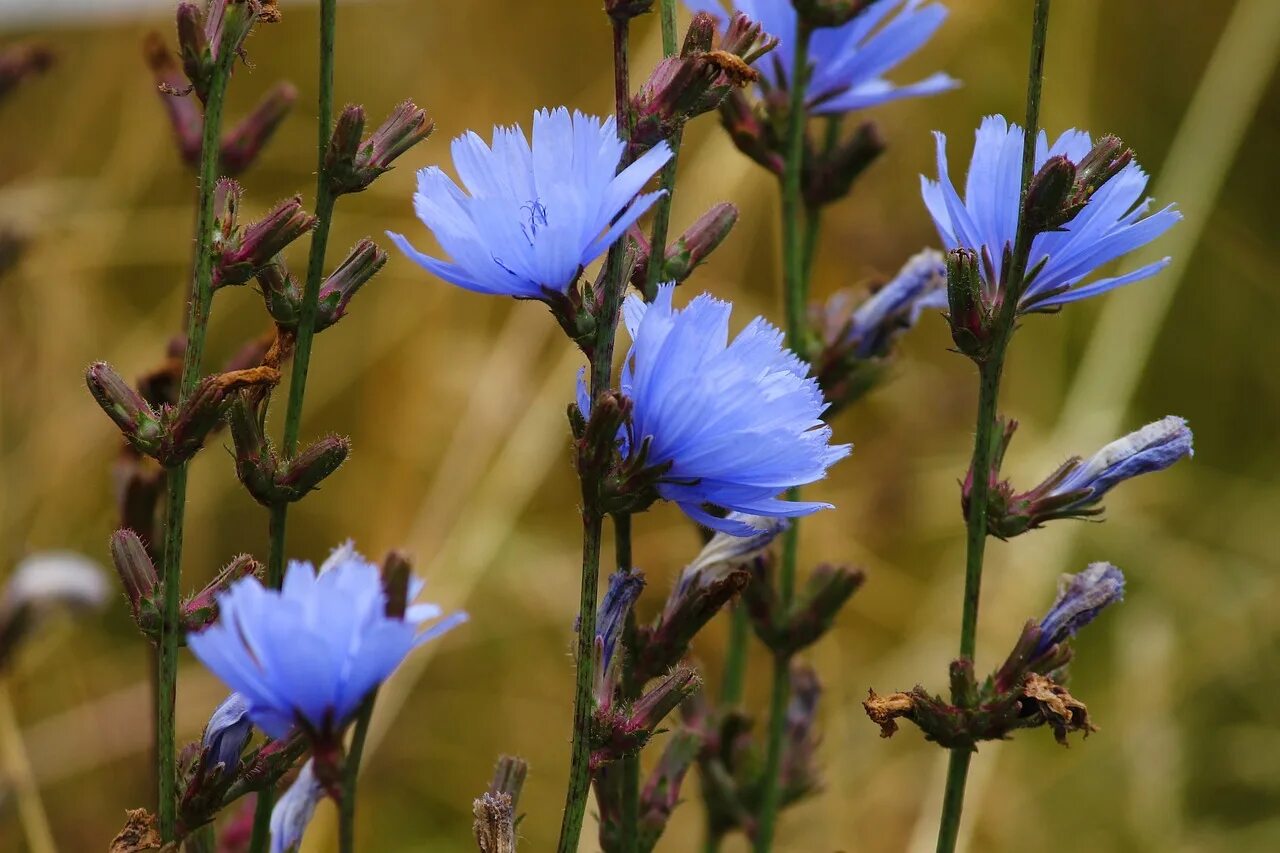 Как растет цикорий. Цикорий луговой. цикорий (cichorium intybus). цикорий (cichorium intybus) корни. цикорий обыкновенный стебель.