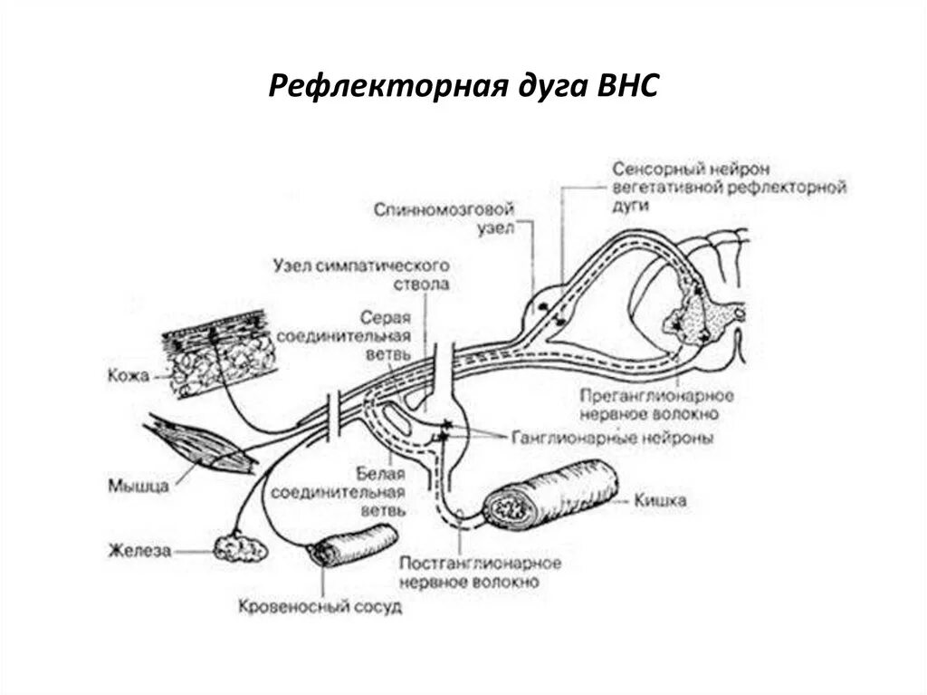 Дуги вегетативной нервной системы. Строение рефлекторной дуги ВНС. Схема рефлекторной дуги вегетативной нервной системы. Симпатическая рефлекторная дуга схема. Вегетативная нервная система структура рефлекторной дуги это.