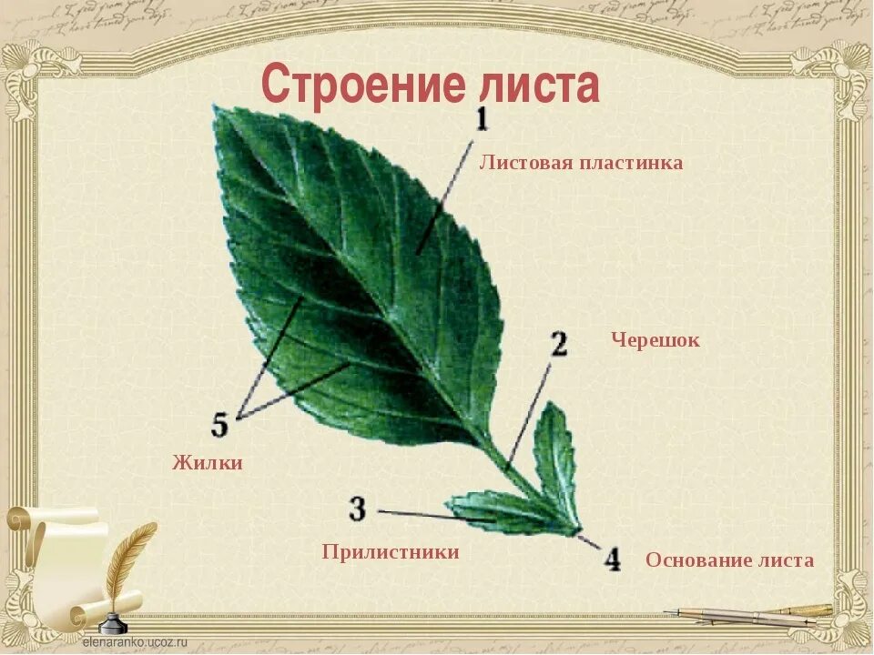 Ое лист. Внешнее строение черешкового листа. Прилистник черешок основание листа. Строение черешка листа. Внешнее строение листа схема.