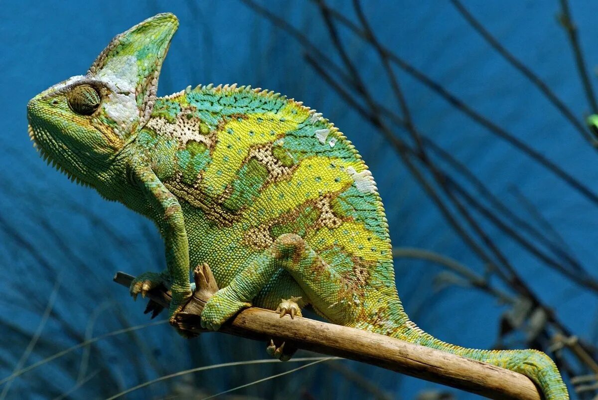 Chameleon перевод. Йеменский хамелеон самец. Пантеровый хамелеон. Ящерица хамелеон йеменский. Мадагаскарский хамелеон.