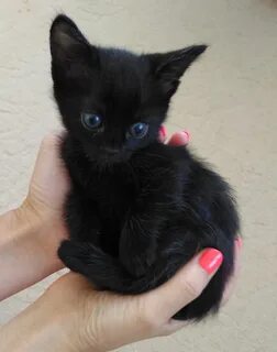 Где покупать кота