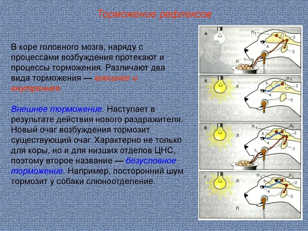 Условным рефлексом называют. Временные связи условного рефлекса. Условных рефлексах, торможении условных рефлексов.. Торможение условных рефлексов схема.