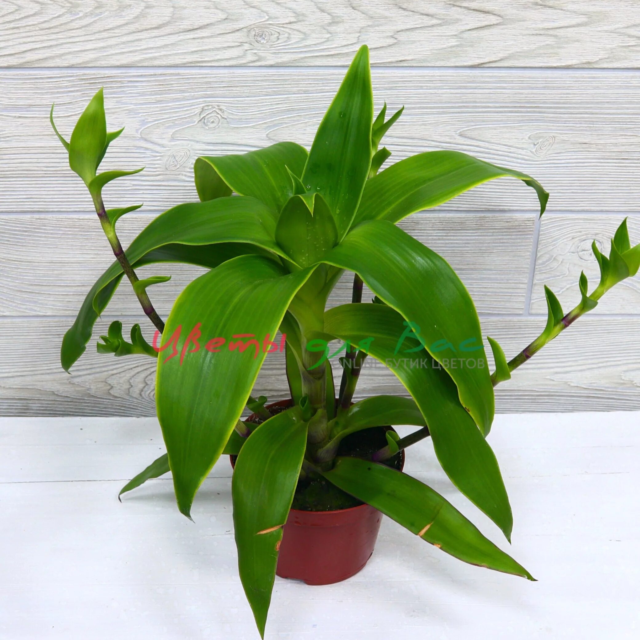 где ус. цветок золотой ус коленце. органы чувств ракообразных. золотой ус или каллизия душистая. где ус.