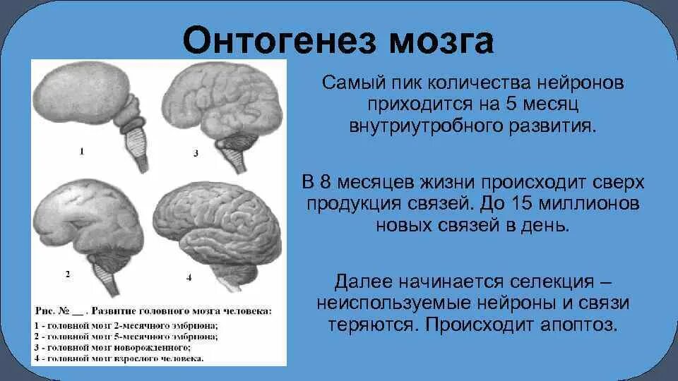 12. Закономерности созревания структур мозга в онтогенезе.. Этапы формирования мозга ребенка. Онтогенез головного мозга. Созревание коры головного мозга.