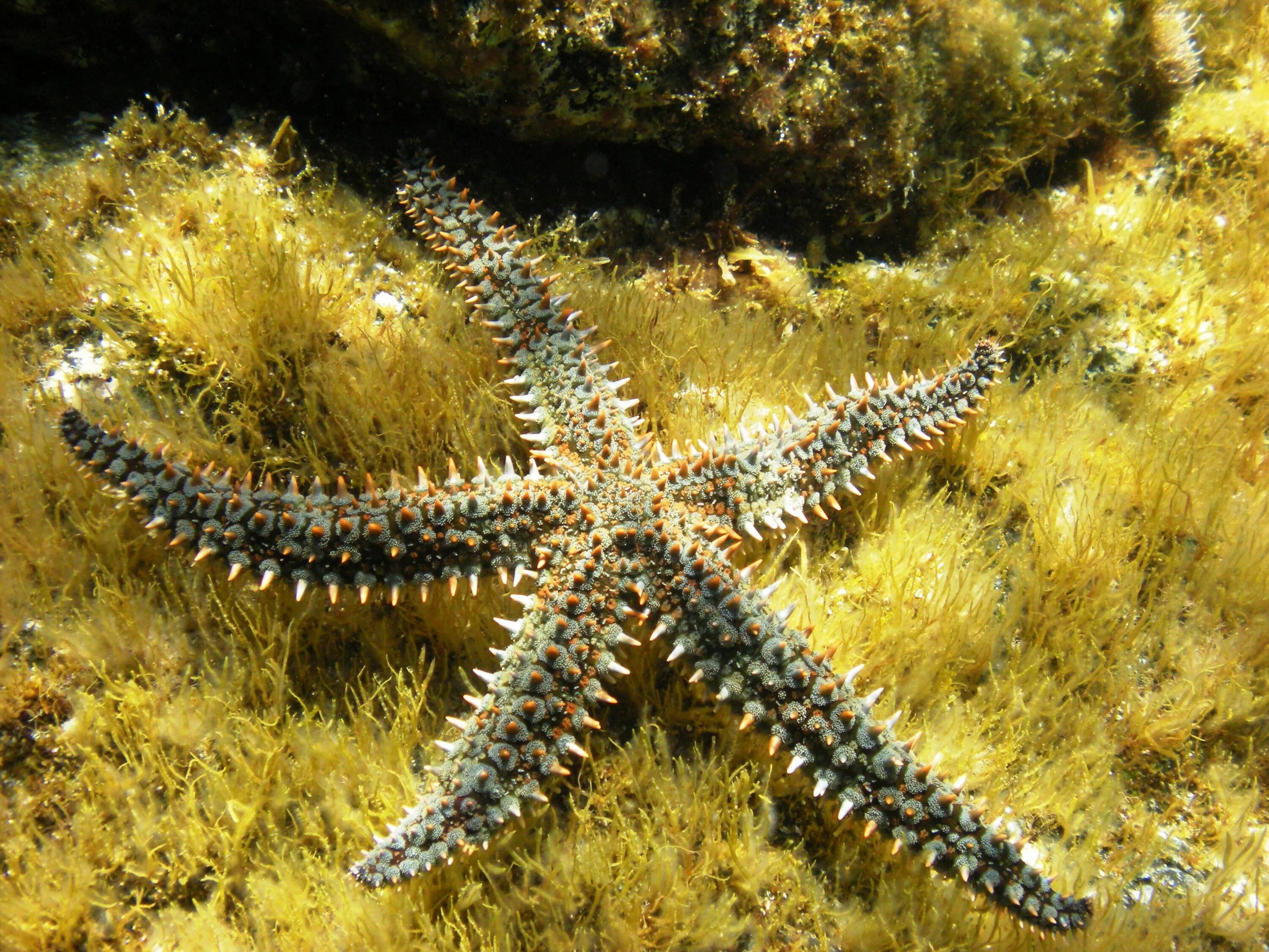 Морская звезда Marthasterias glacialis. Иглокожие морские звезды. Иглокожие Echinodermata. Терновый венец иглокожие. Морская звезда 6