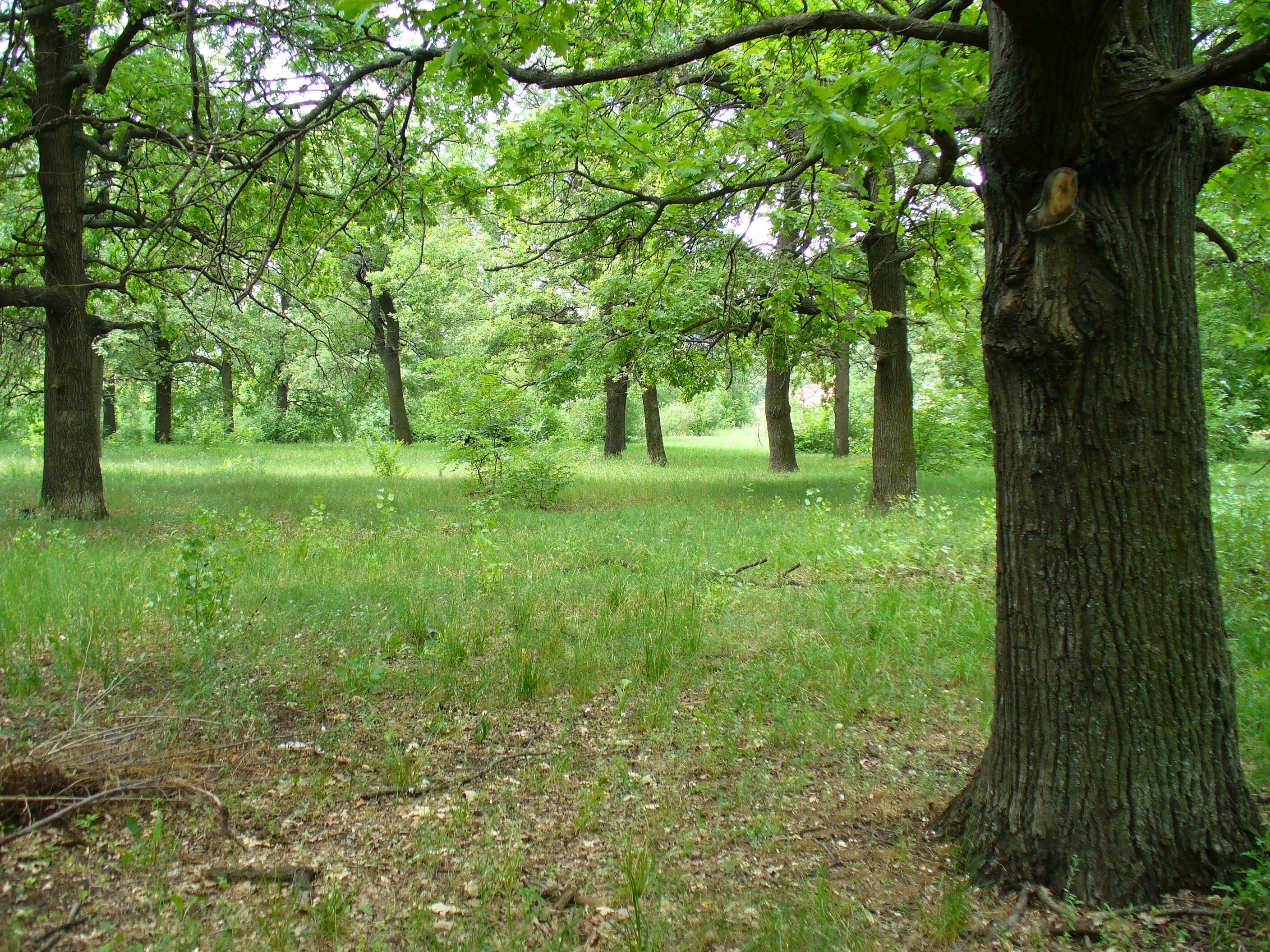 Монреальский ботанический сад канада. Оопт ботанический сад. Оопт ботанический сад. Памятники природы дендрологические парки и ботанические сады. Аптекарский огород мгу.