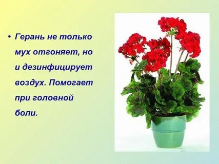 Пеларгония окружающий мир 2 класс