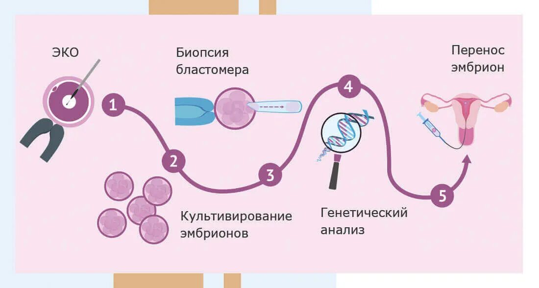 Как происходит подсадка эмбриона. Как происходит подсадка эмбриона