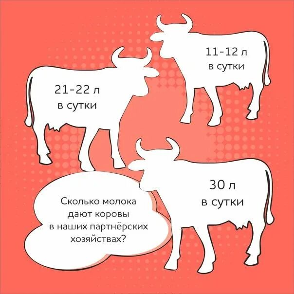 Удой коровы в год. Сколько корова дает молока. Сколько корова дает молока в сутки. Сколькоткорова дает молока. Сколько литров молока дает корова в сутки.