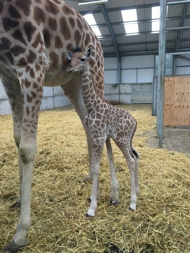 Жираф Кордофан. Рождение жирафа. Детеныш жирафа. Жираф рождается.