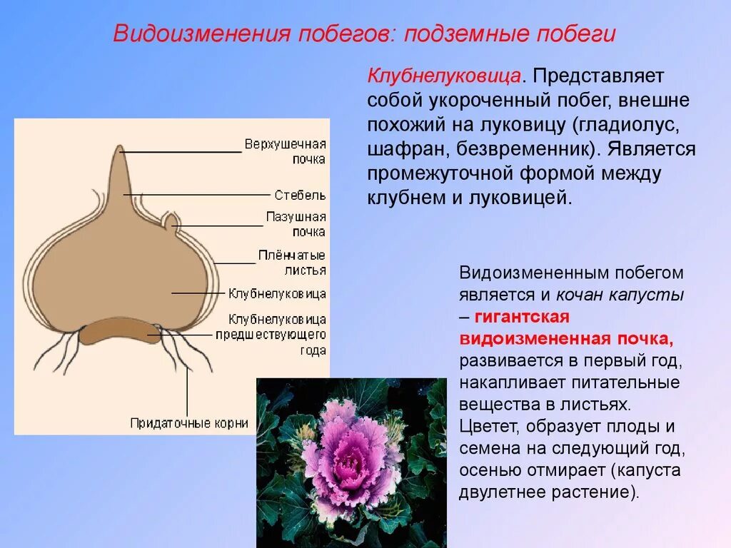 Строение видоизмененного побега луковицы. Вайями называют подземные побеги. Корневище папоротника это видоизмененный. Подземные видоизменённые побеги: луковица, корневище. Вайями называют подземные побеги.