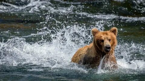 Звери в воде