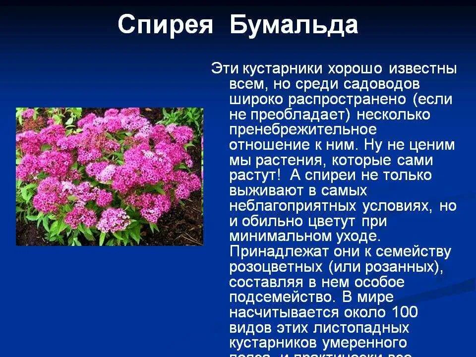 Среди кустарников преобладает. Спирея Бумальда. Спирея розовая Бумальда. Спирея Бумальда кустарник. Спирея Бумальда цветок.