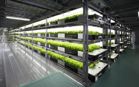 Plant завод
