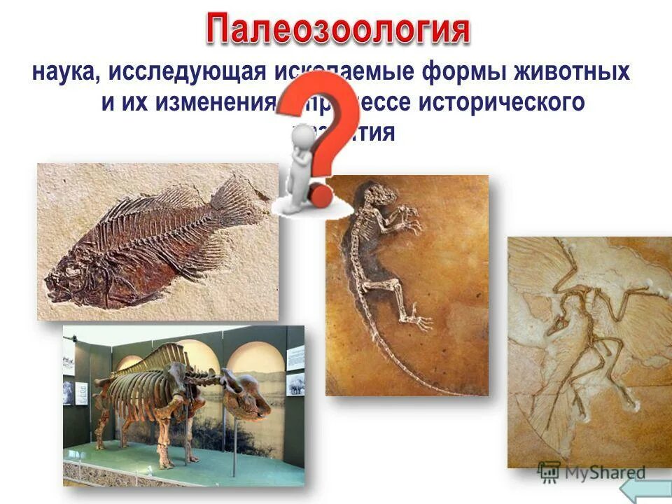 1 наука изучающая животных. Ископаемые формы животных. палеозоология беспозвоночных. палеозоология наука. ископаемые остатки организмов изучает наука.
