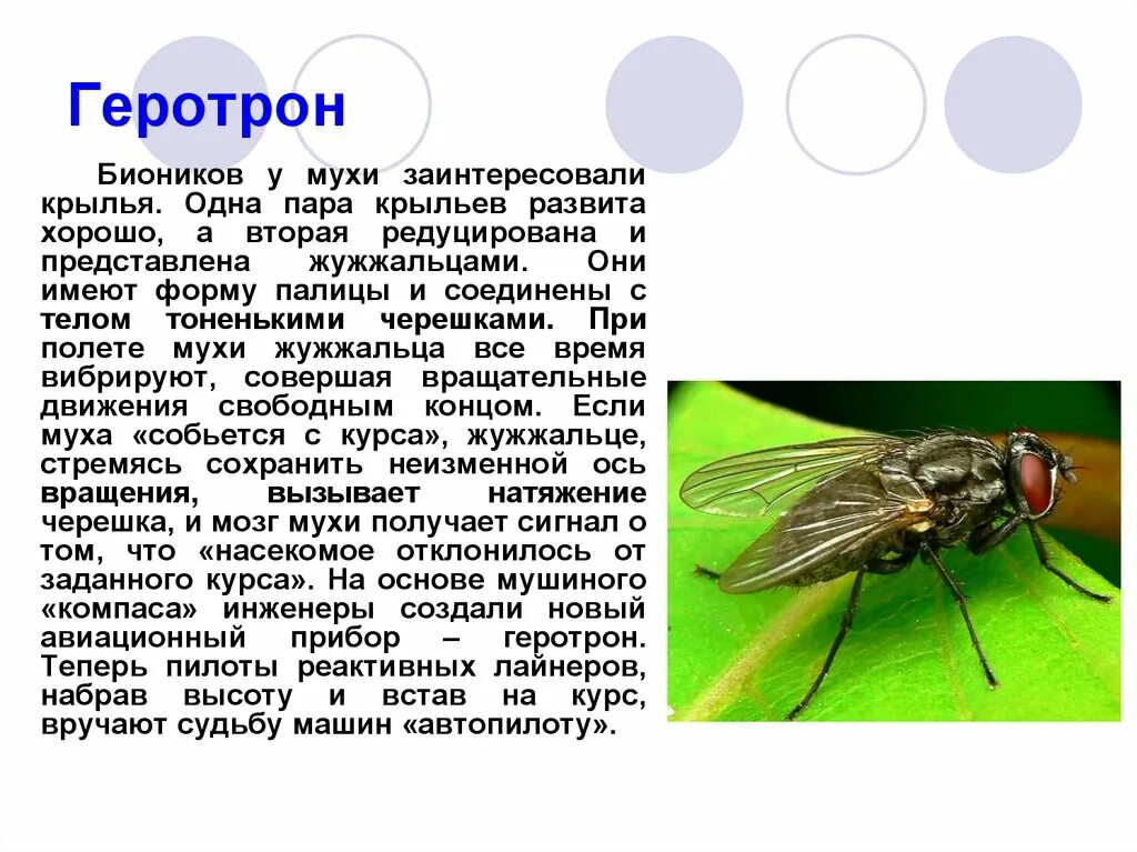1 пара крыльев у насекомых. Муха. полет мухи. сколько крыльев у мухи. интересные факты о мухах.