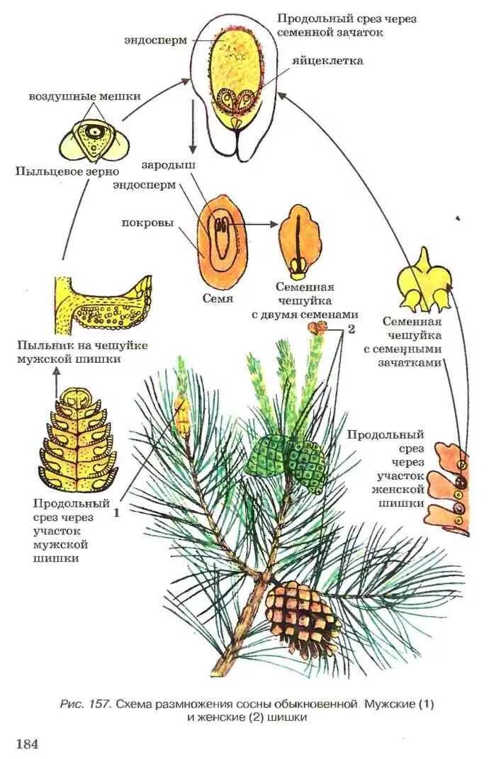 Цикл размножения голосеменных растений. Жизненный цикл голосеменных растений сосна схема. Цикл размножения сосны схема. Схема голосеменных растений сосны.