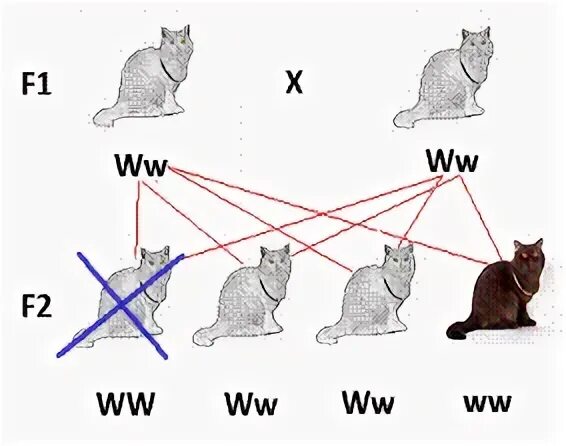 Генотип белой кошки. Генетика белого окраса у кошек. Собака голубого окраса с генотипом в_ВВ. 3 Основных окраса по генетике кошек курсы Пономаревой.