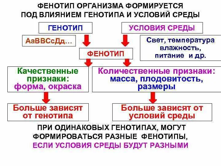 Генотип характеризует. Взаимосвязь генотипа и фенотипа. Взаимодействие генотипа и среды. Влияние генотипа и среды на формирование фенотипа. Влияние генотипа и среды на развитие признака.