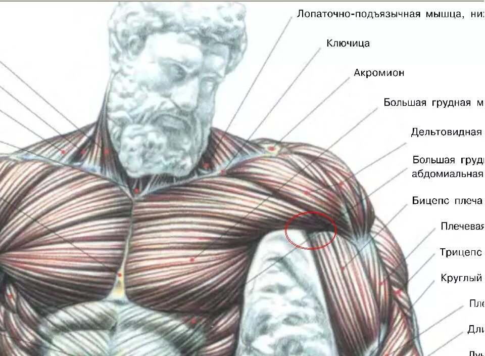потянула мышцу бедра сзади болит. сухожилие большой приводящей мышцы бедра. надрывать ли мышцы. микро разрыв мышечных волокон. отрыв четырехглавой мышцы бедра.