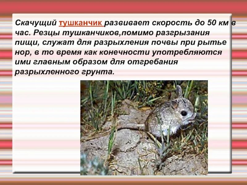 Тушканчик сообщение 4. Доклад про тушканчика. презентация на тему тушканчик. тушканчик презентация 4 класс. тушканчик описание.