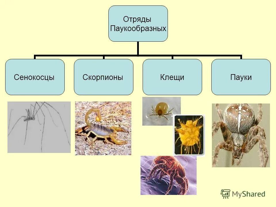 Отряды паукообразных. Класс паукообразные представители. представить класса паукообразных. паукообразные представители типа.