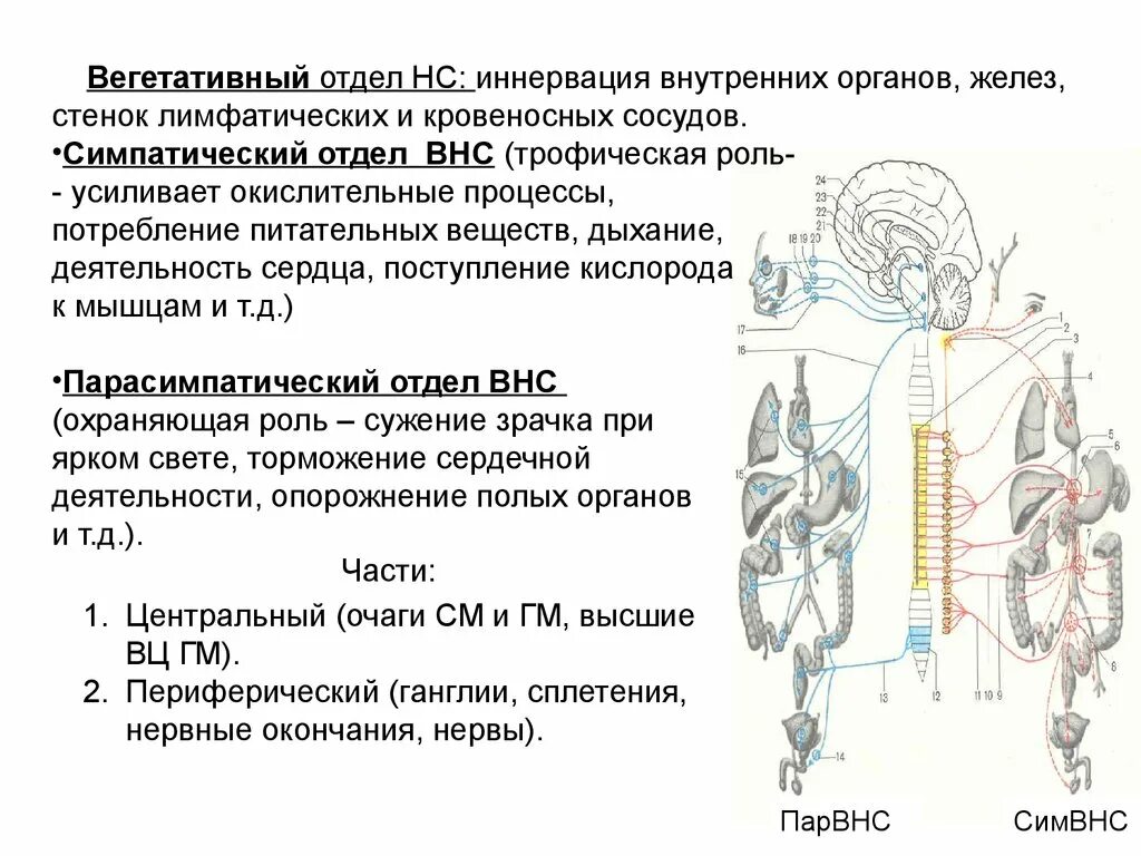 Иннервирует гладкие мышцы. Отделы вегетативной нервной системы строение. Вегетативная нервная система схема иннервации органов. Области иннервации и функции вегетативной нервной системы. Вегетативная иннервация внутренних органов таблица.