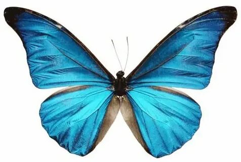 Траннилермен анальды жыныстық қатынас