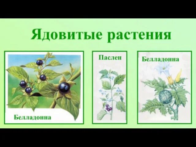 Ядовитые растения. Ядовитые дикорастущие растения. Занятие ядовитые растения. Лекарственные травы ядовитые. Ядовитые растения названия.