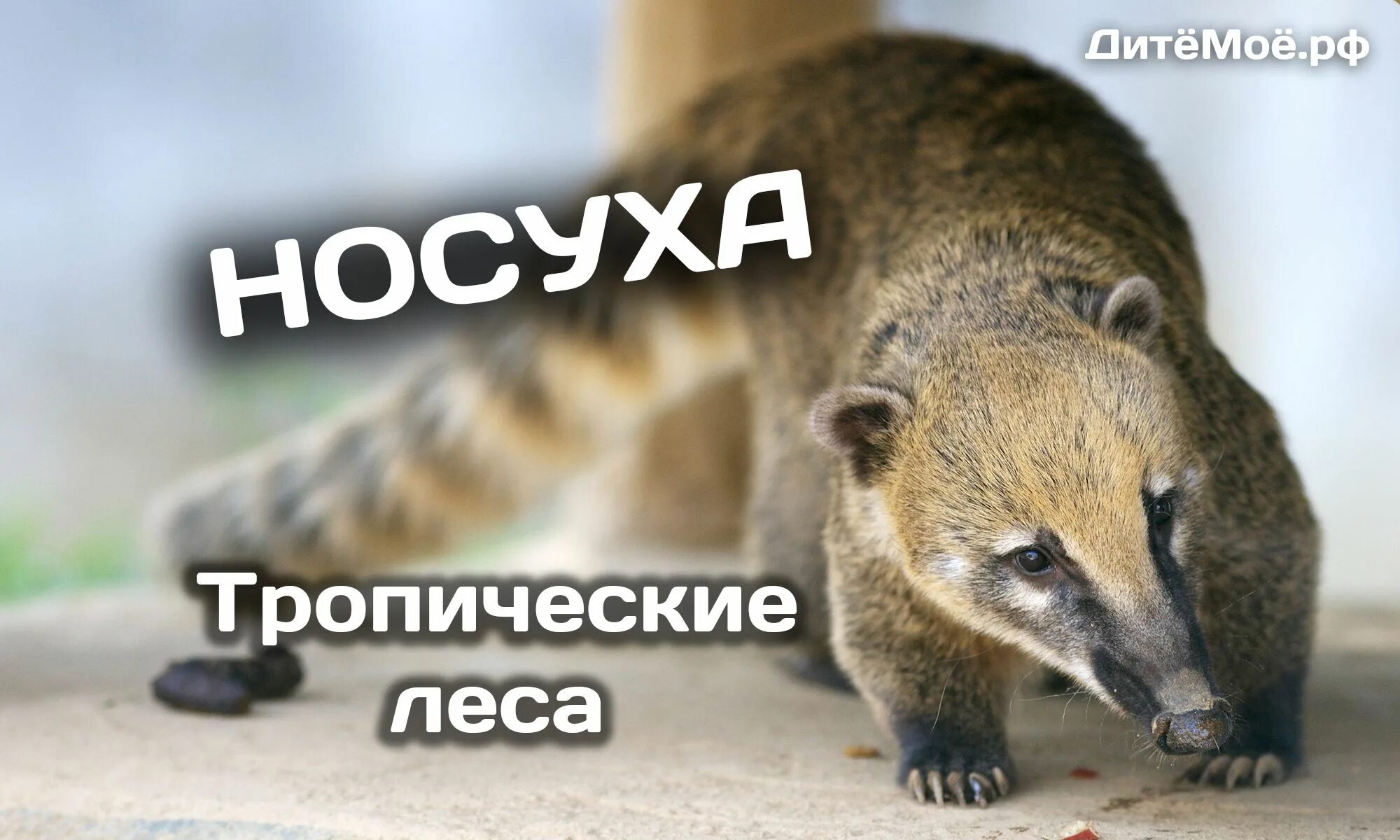 Обыкновенная носуха - Енотовые - Хищные - МЛЕКОПИТАЮЩИЕ - Животные - Муниципальн