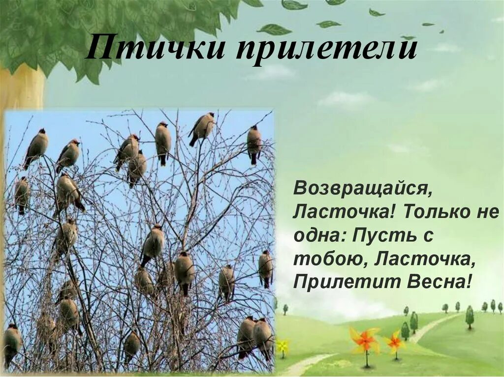 Птицы весной 2 класс. Птицы прилетели. Птицы прилетают весной для детей. Презентация на тему птицы весной.