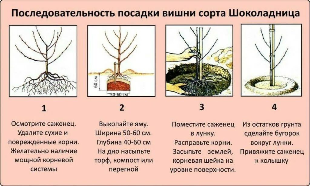 Почему не растешь в высоту. Вишня Шоколадница дерево. Посадка яблони весной саженцами. Посадка вишни Шоколадница весной. Посадка саженца черешни.