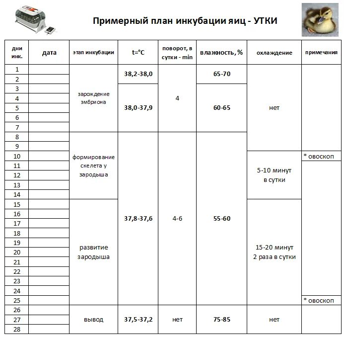 Сколько в инкубаторе выводятся цыплята. Температурный режим для инкубации утиных яиц таблица. Таблица инкубации утиных яиц в инкубаторе Несушка. Таблица инкубации куриных яиц в инкубаторе норма Луппер 72. Таблица вывода гусят в инкубаторе Золушка.