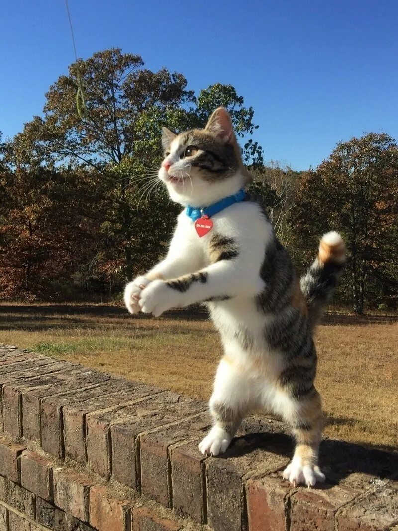 Кот стоящий на задних лапах. Смешные кошки. кот на двух лапах. котик на задних лапках.