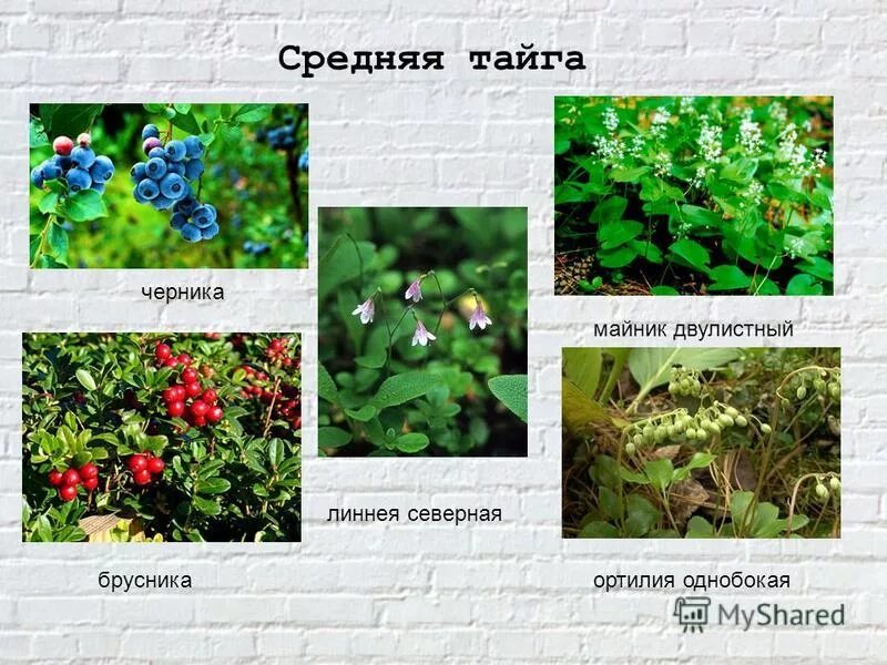 растения зоны тундры. растительность тундры и тайги сравнение русский язык. типичные растения лесотундры. растительность тундры и тайги сравнение русский язык. зона лесотундры растения.