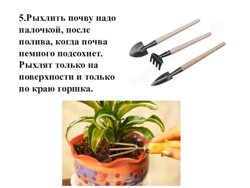 Рыхление почвы помогает сохранить вставьте пропущенные. Рыхление почвы комнатных растений. рыхлить землю в горшке. рыхлить комнатные растения. рыхление комнатного цветка.
