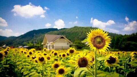 Картинки лето на рабочий хорошее качество