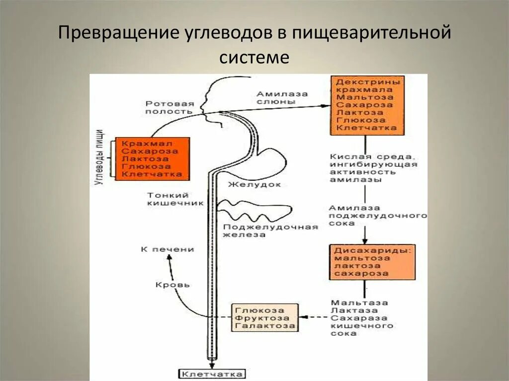 Расщепление углеводов амилазой слюны расщепление жиров. Биохимические превращения углеводов в пищеварительной системе.. Схема переваривания углеводов в ЖКТ биохимия. Превращение углеводов в процессе пищеварения. Превращение углеводов в пищеварительном тракте.