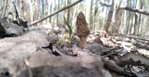 Сморчки и строчки когда собирать