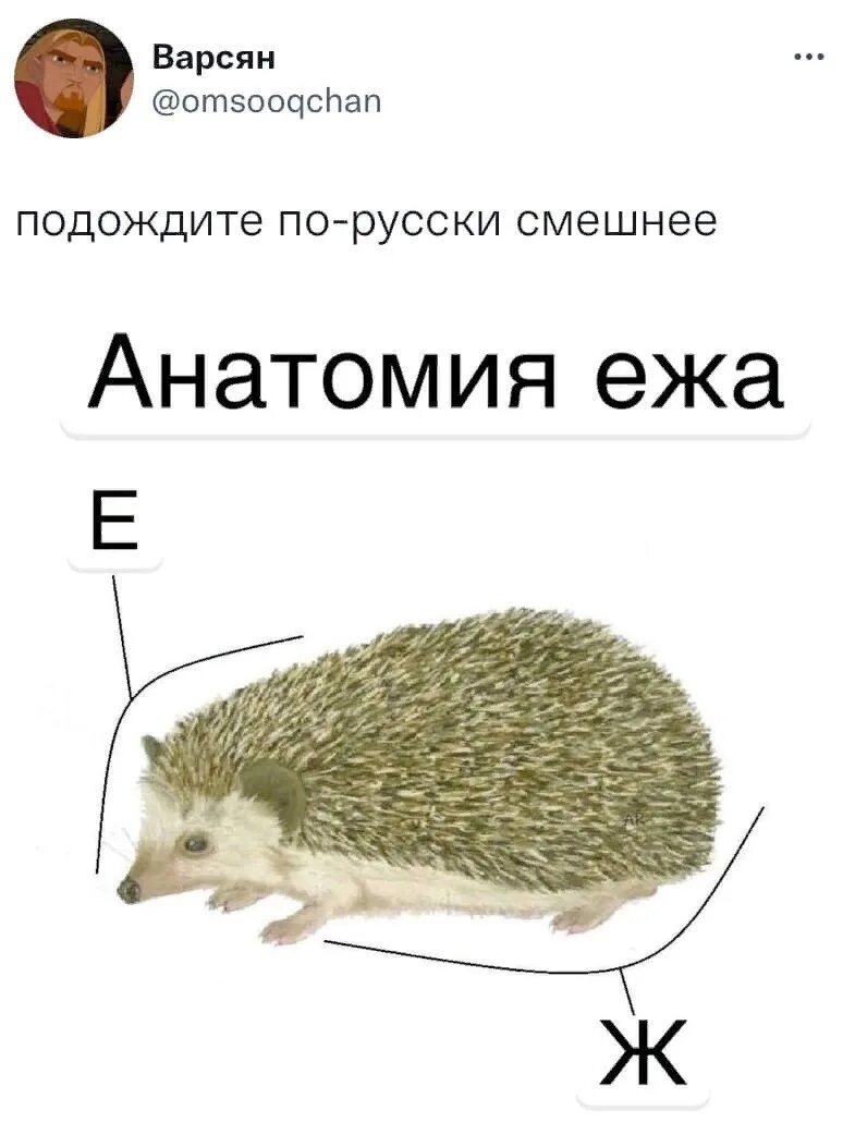 Как расшифровывается еж