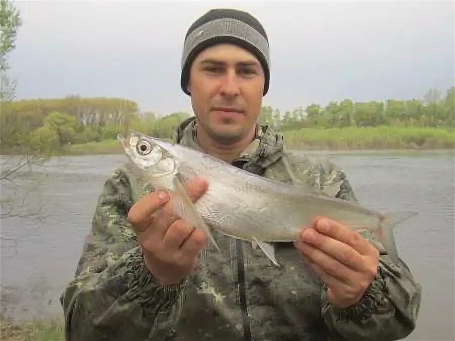 На что ловить чехонь. Чехонь на блесну. Зачетная рыба. Где ловится чехонь. Чехонь рыба на что ловить.