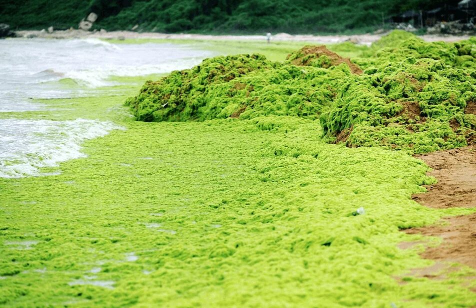 Воздух в водорослях. Аэрофильные водоросли. Аэрофитон водоросли. Надземные водоросли. Наземные зеленые водоросли.