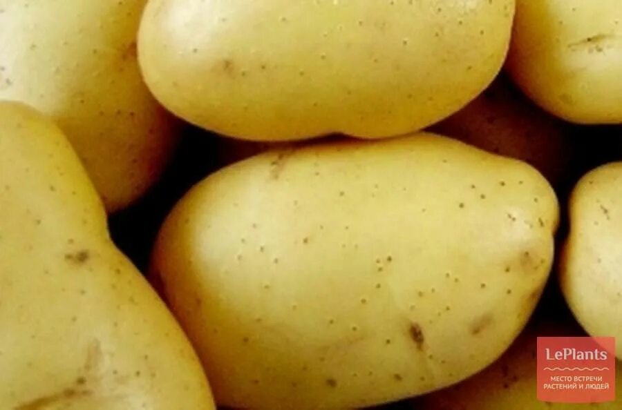 Картофель сорт лина фото Country Potato Bread Nutrition Facts & Calories