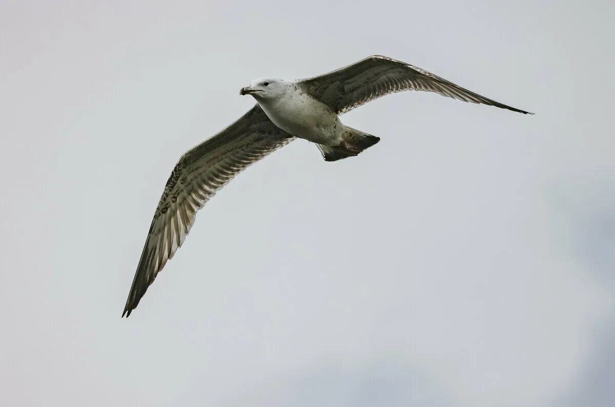 нижний орел