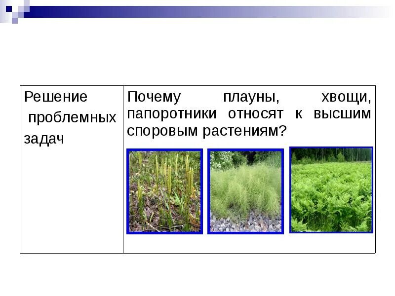 Почему для высших растений